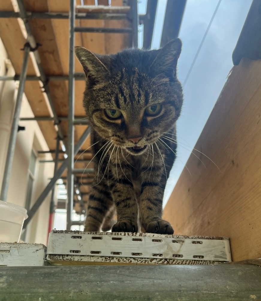 Tabby Cat found in Emmanuel Road Hastings