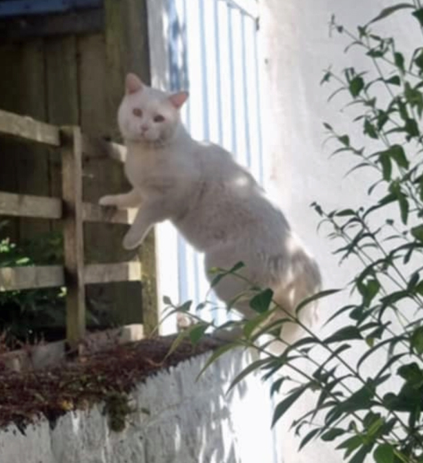 White Cat found in St Leonards On Sea
