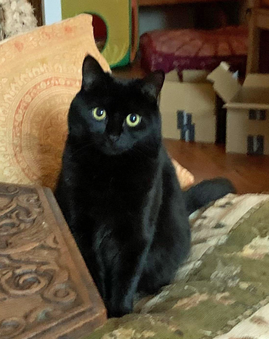 Black Cat missing in St Leonards On Sea