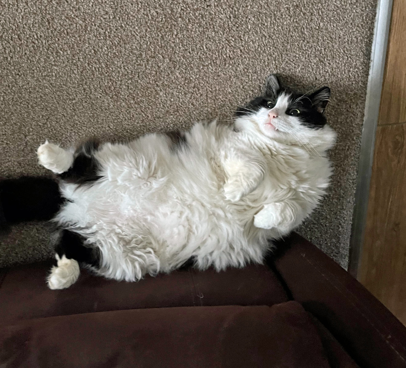 Black and white fluffy Cat missing in Hastings