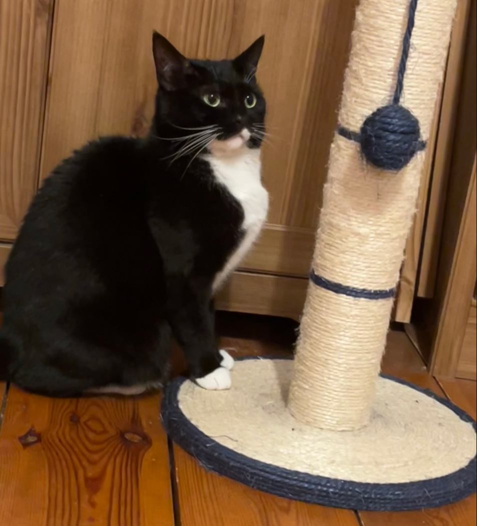 Cat missing in Hastings