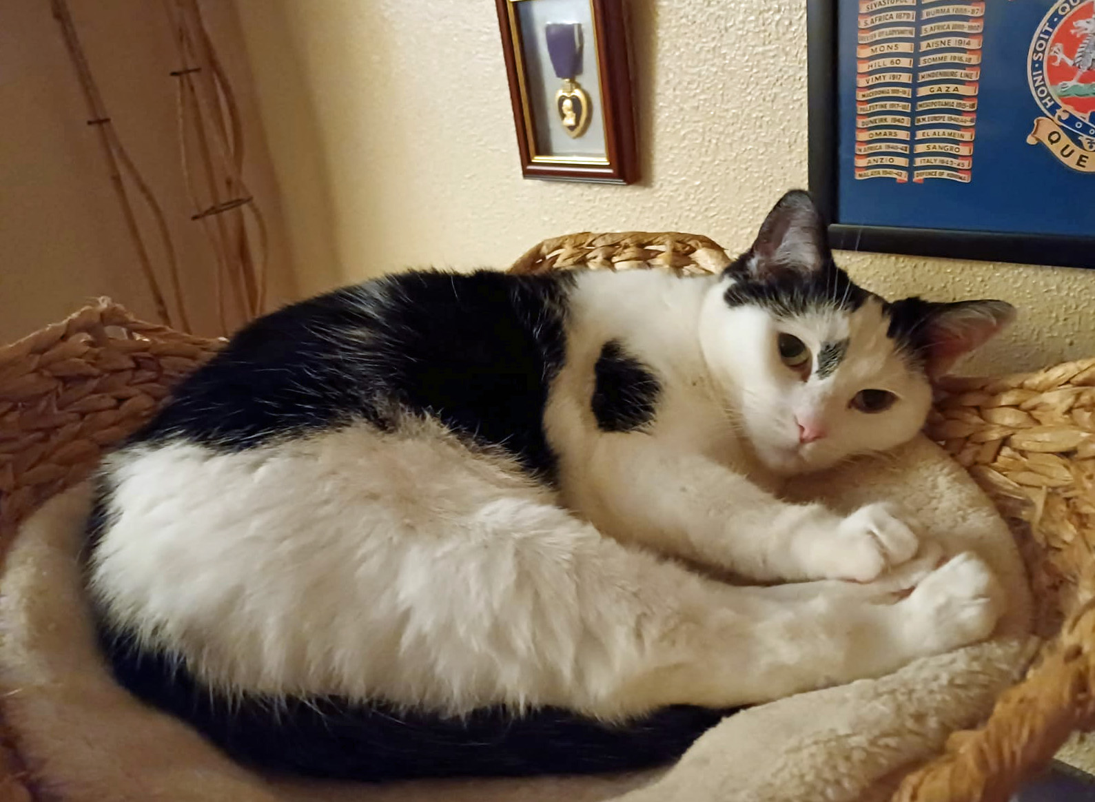 Black and white Cat missing in St Leonards On Sea