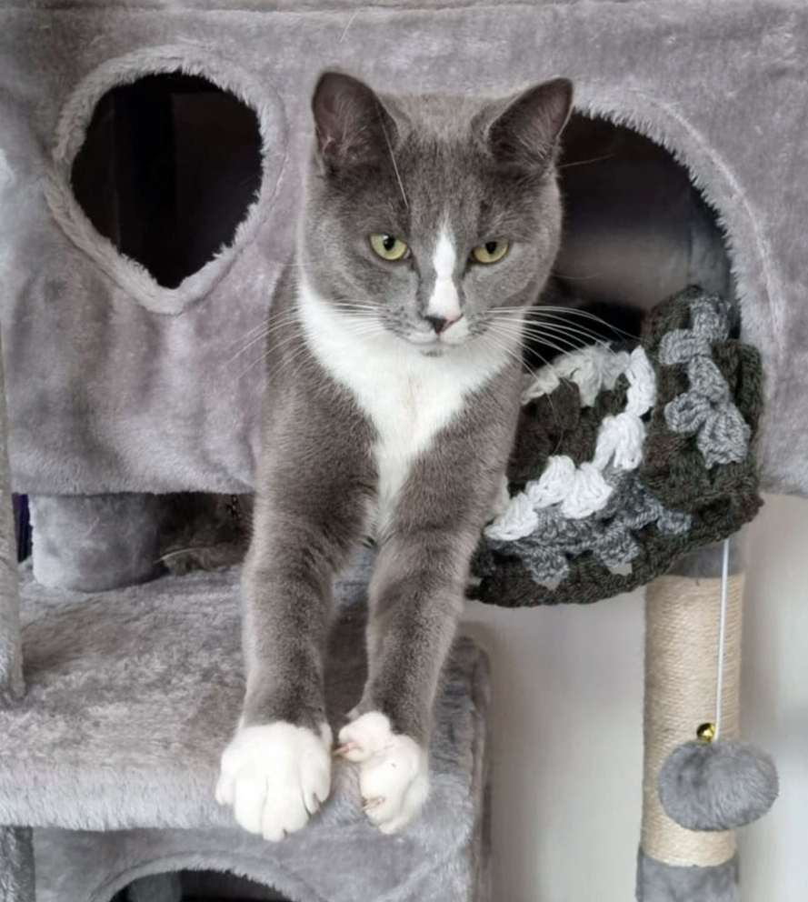 Have you seen this Cat missing in Hastings