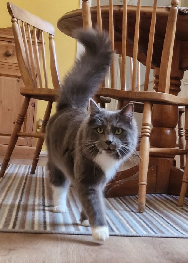 Grey Cat with white bib missing in Hastings