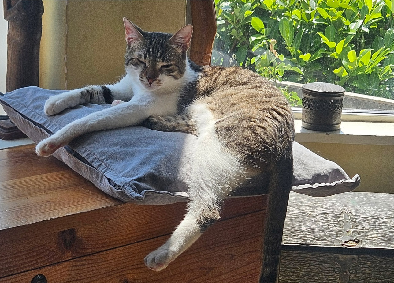 Tabby with a white chest missing in Hastings