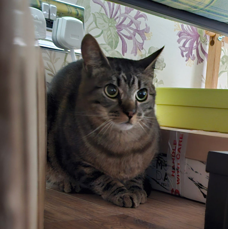 Sandy tabby Cat missing in Hastings