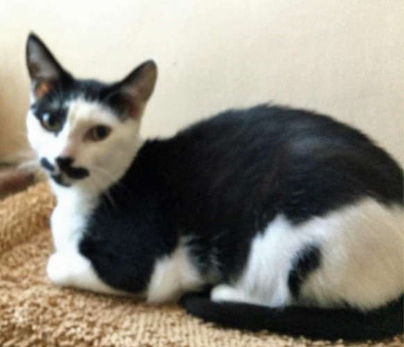 Cat missing in St Leonards On Sea