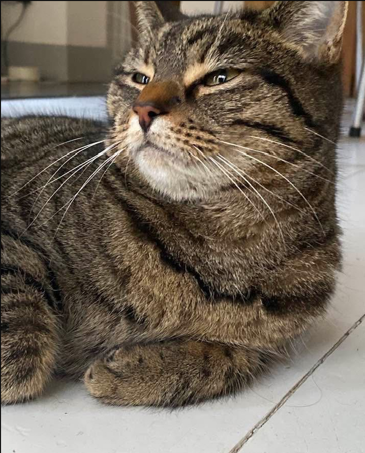 Small tabby Cat missing in Hastings