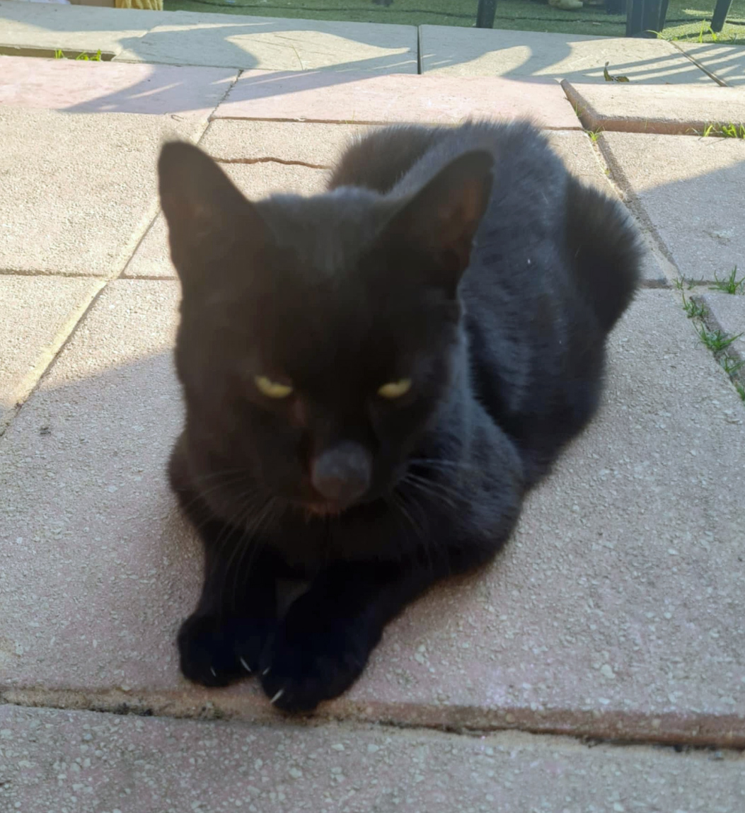 Black Cat missing in Hastings