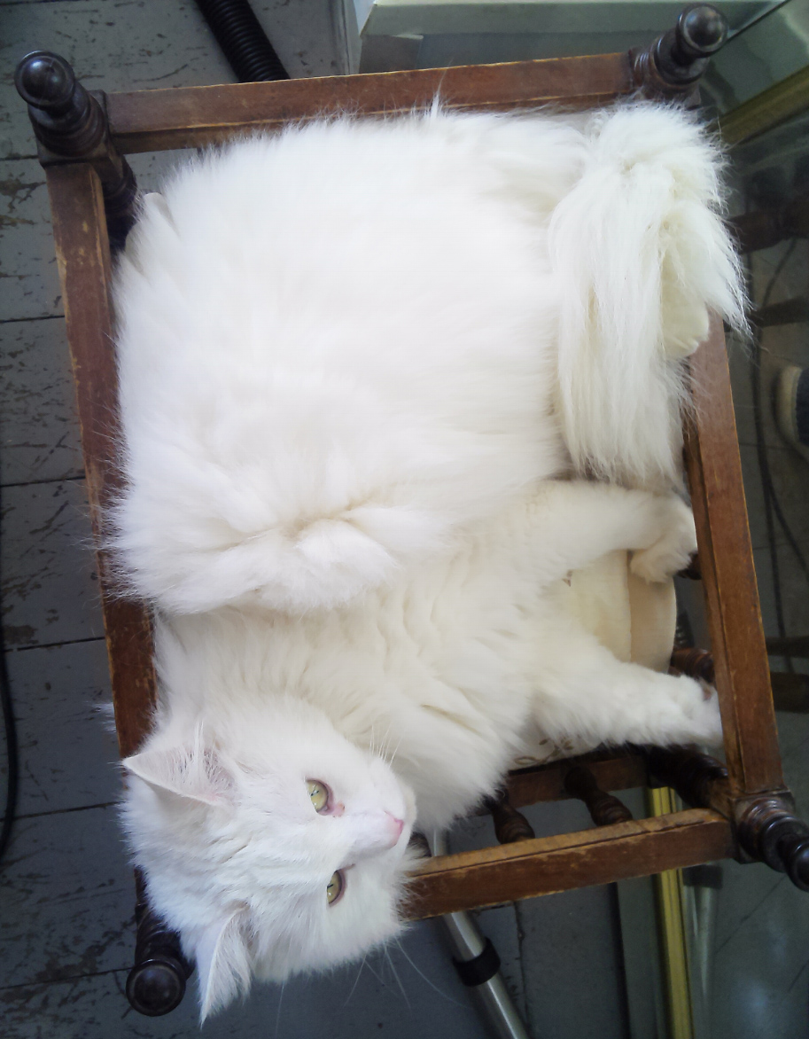 Large white fluffy Cat missing in Hastings