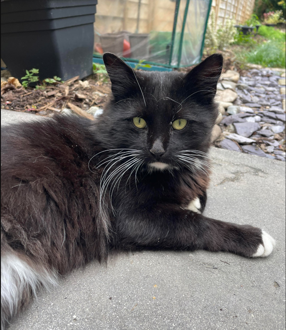 Cat found in St Leonards On Sea