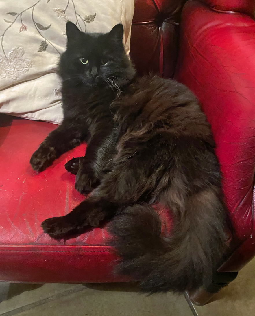 Black fluffy Cat missing in St Leonards On Sea