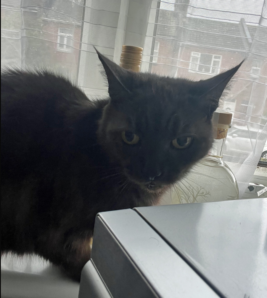 Black Cat missing in Hastings