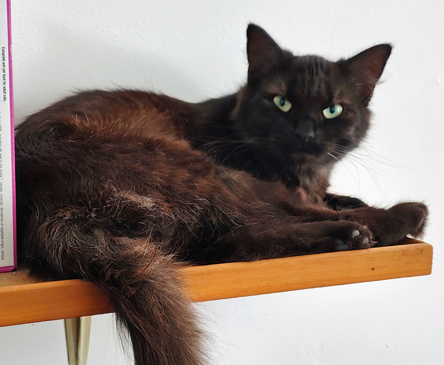 Black cat missing in Hastings