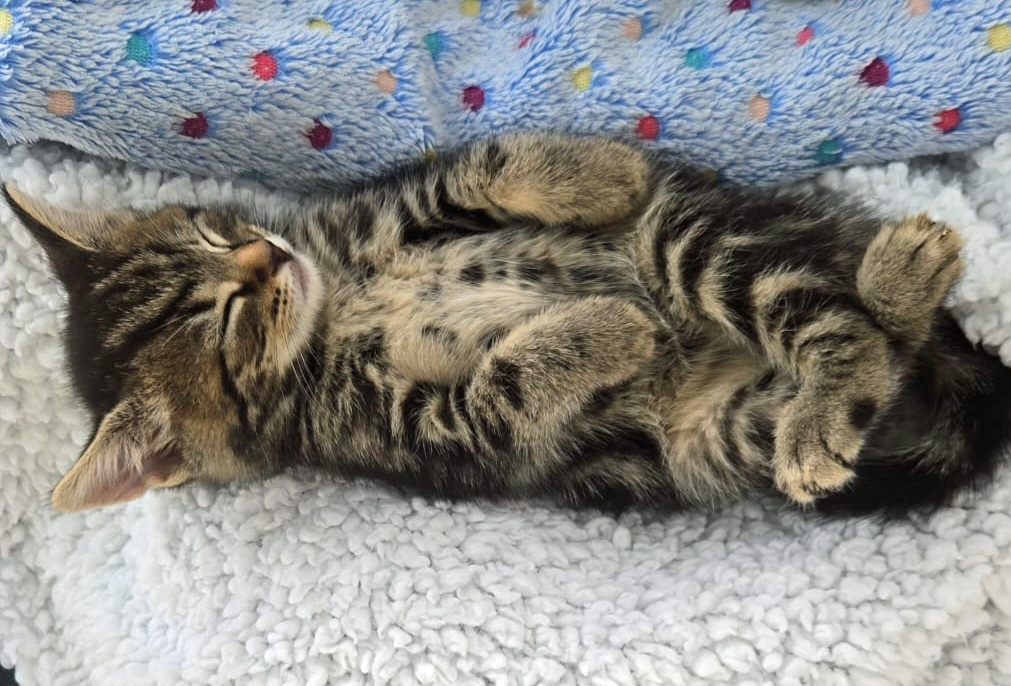 Happy International Cat Day