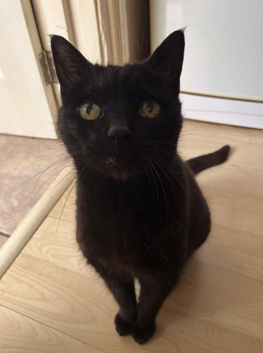 Black Cat found in Hastings