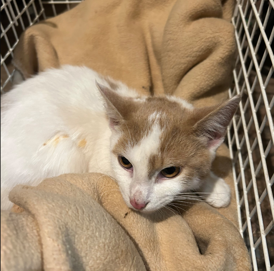 Ginger and white Cat found in Hughenden Road Hastings