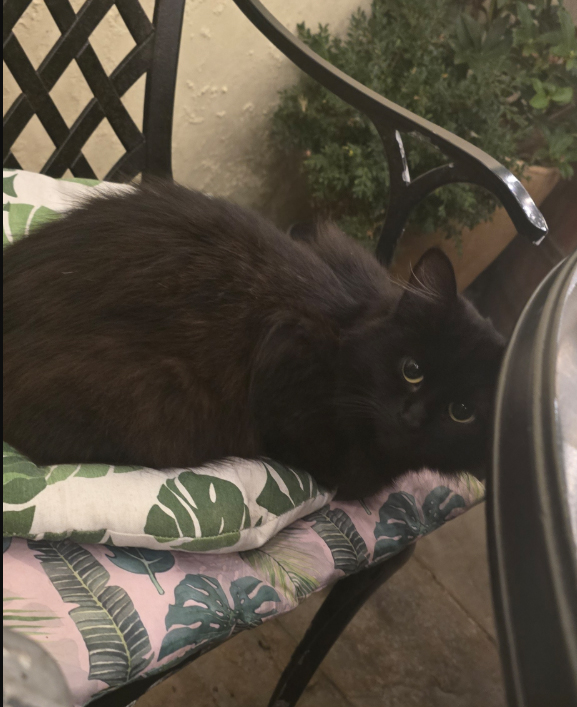 Cat found in Old London Road Hastings