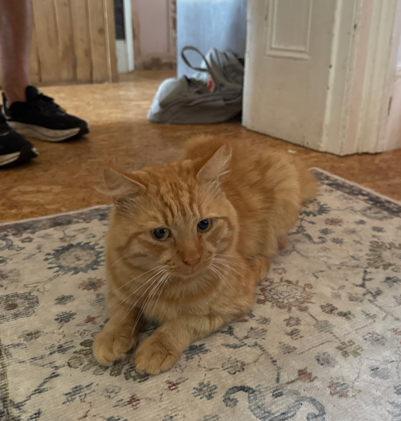 Ginger Cat found in Hastings