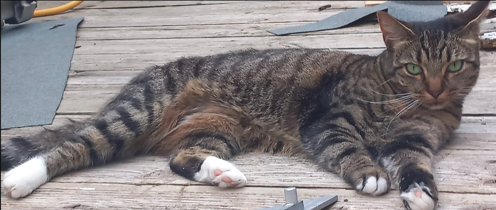 Small tabby Cat missing in Bexhill On Sea