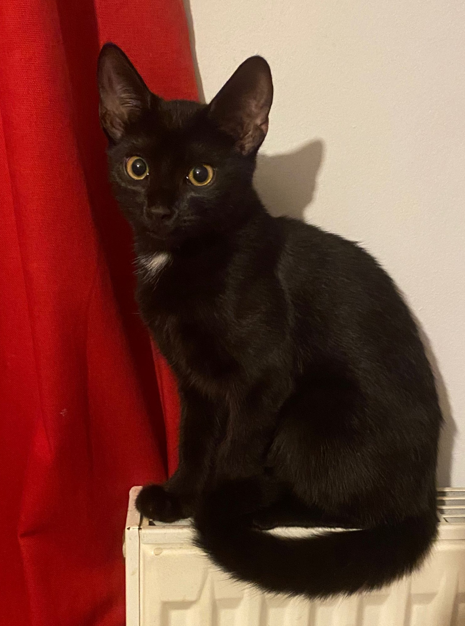 Small black Cat missing in Hastings