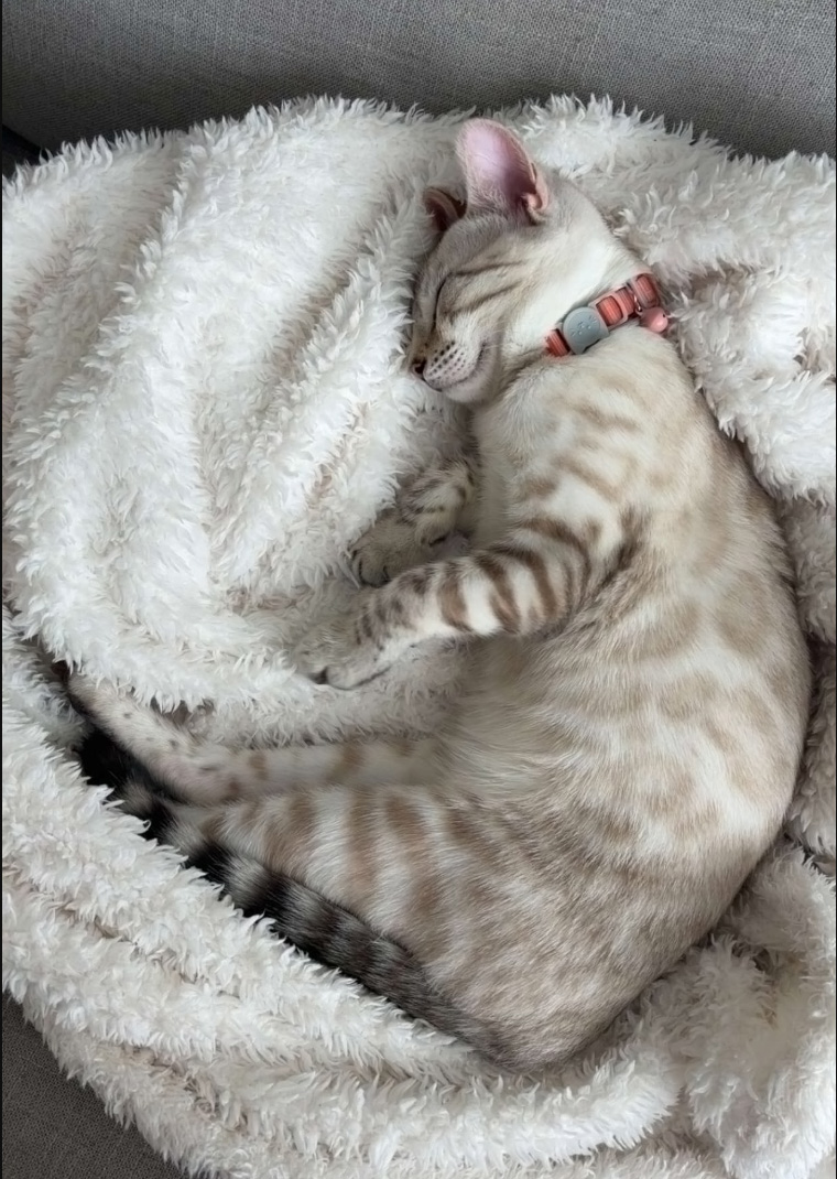 White Bengal missing in Hastings