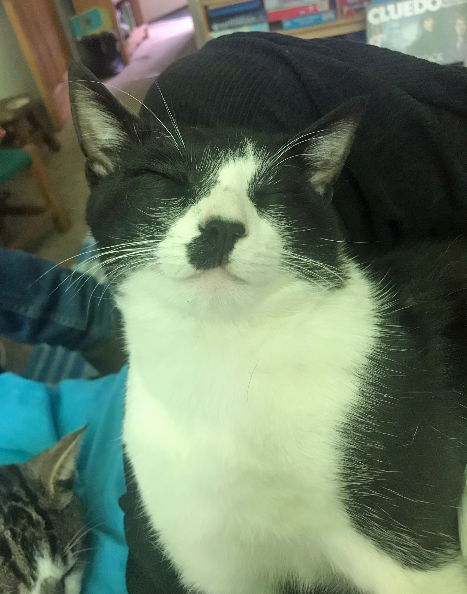 Black and white Cat missing in Hastings