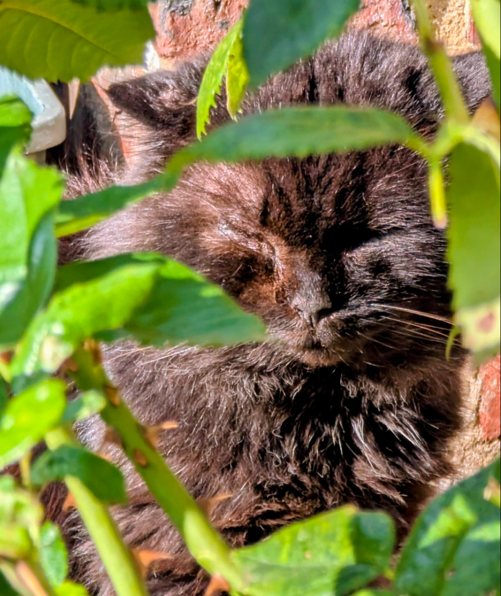 Black/brown Cat missing in St Leonards On Sea