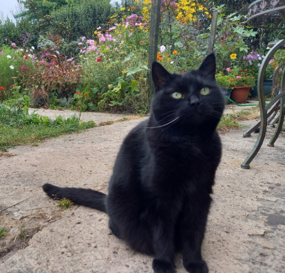 Black Cat missing in Hastings