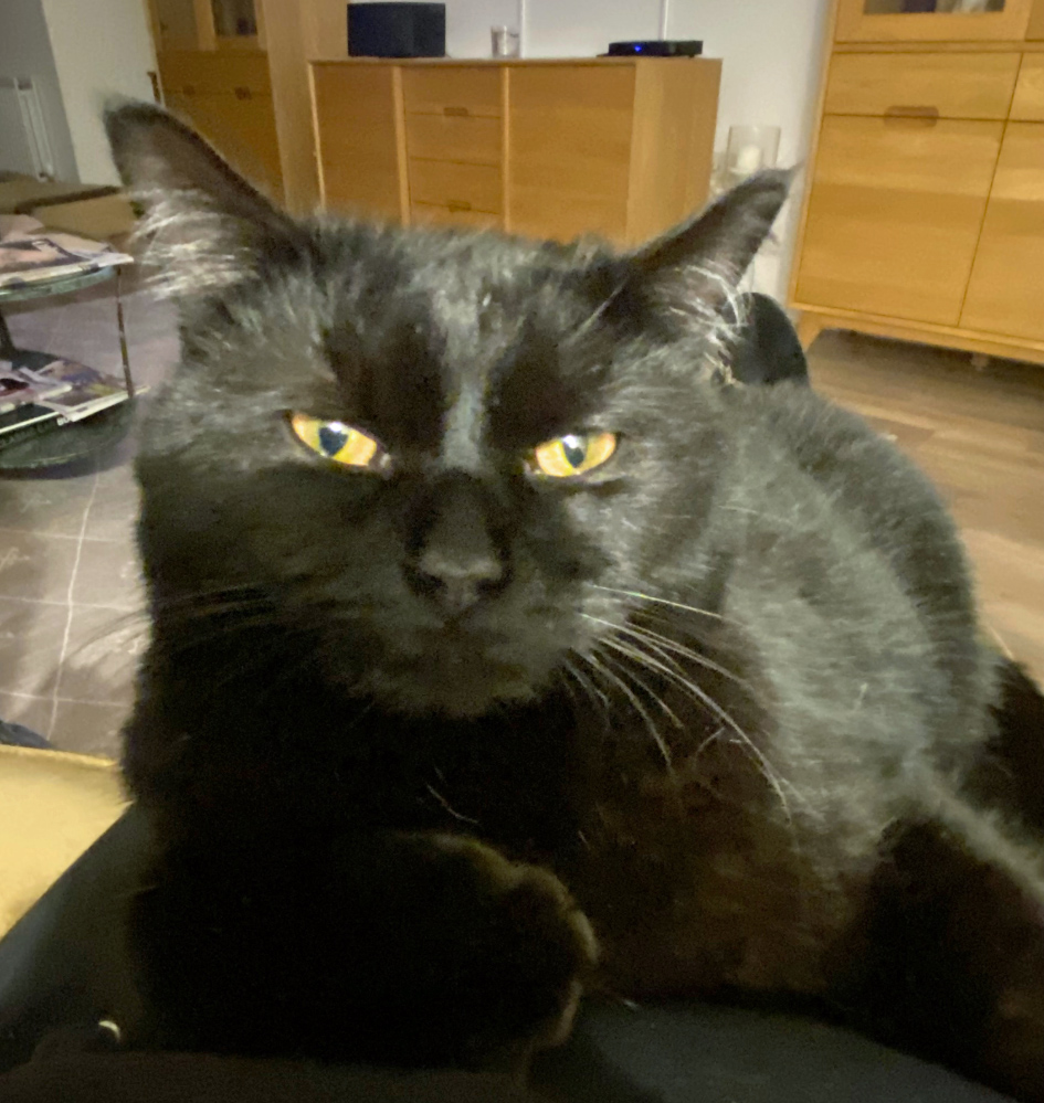 Black Cat missing in Bexhill On Sea