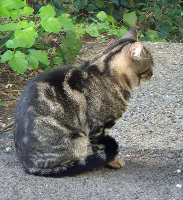 Tabby Cat found in Hastings