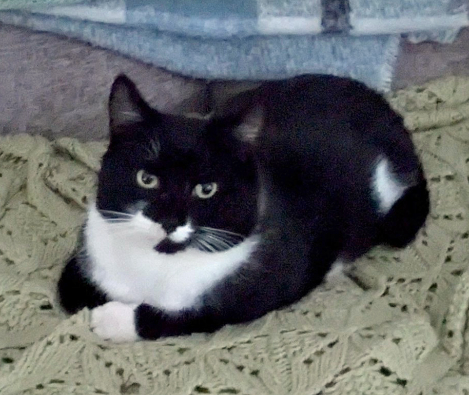 Black and white Cat found in Moat Lane Sedlescombe