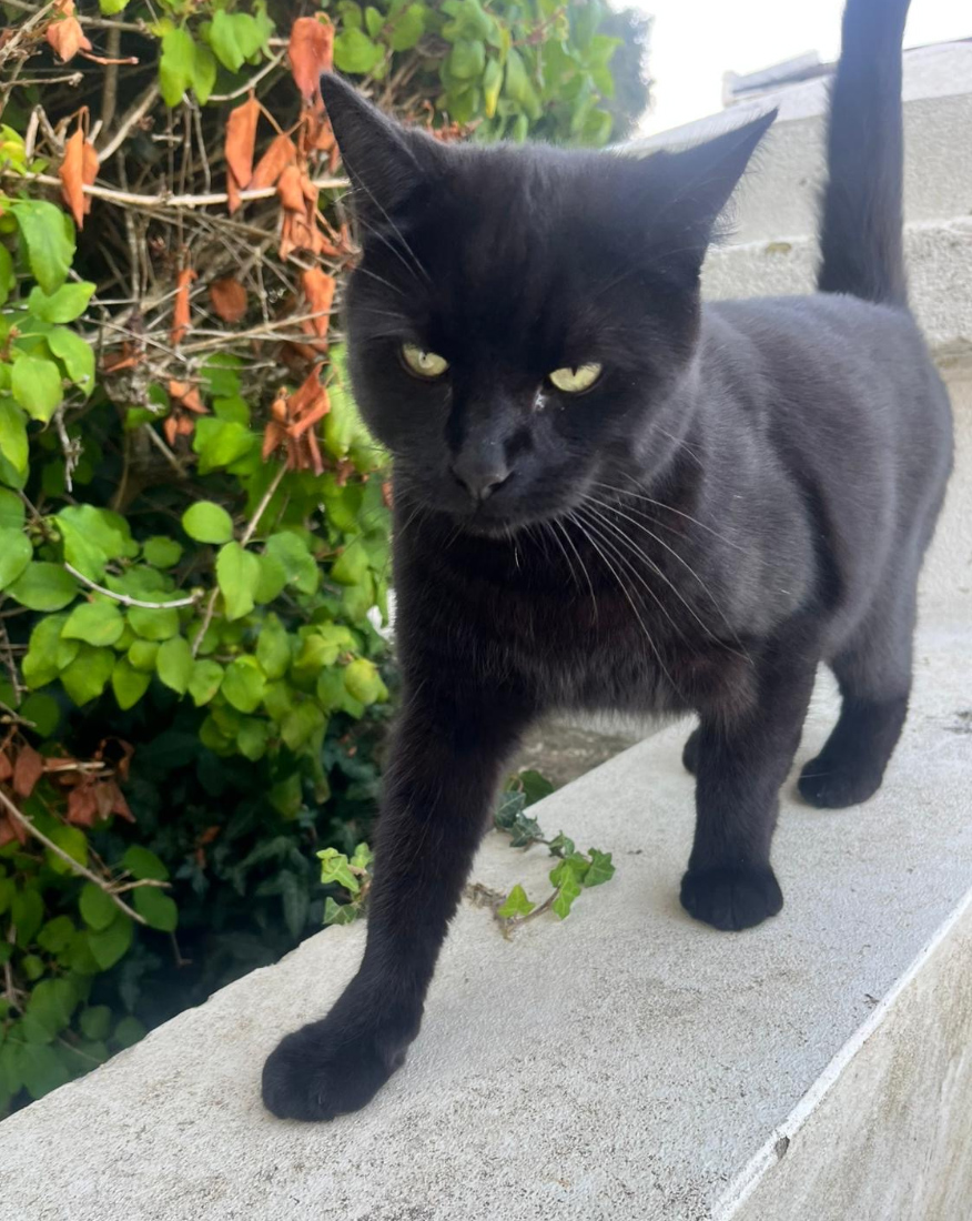 Black Cat found in St Leonards On Sea