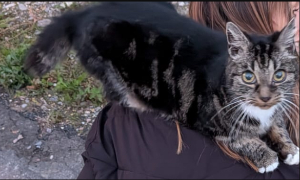Cat found in Hastings