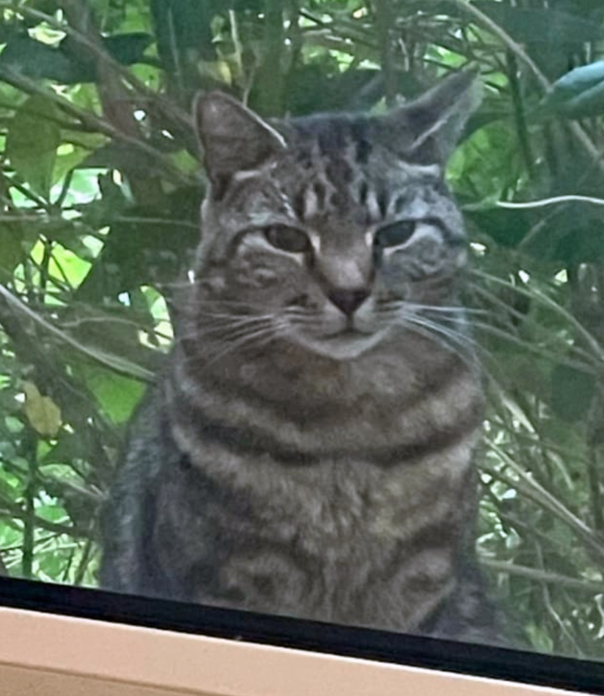 Tabby Cat missing in Hastings