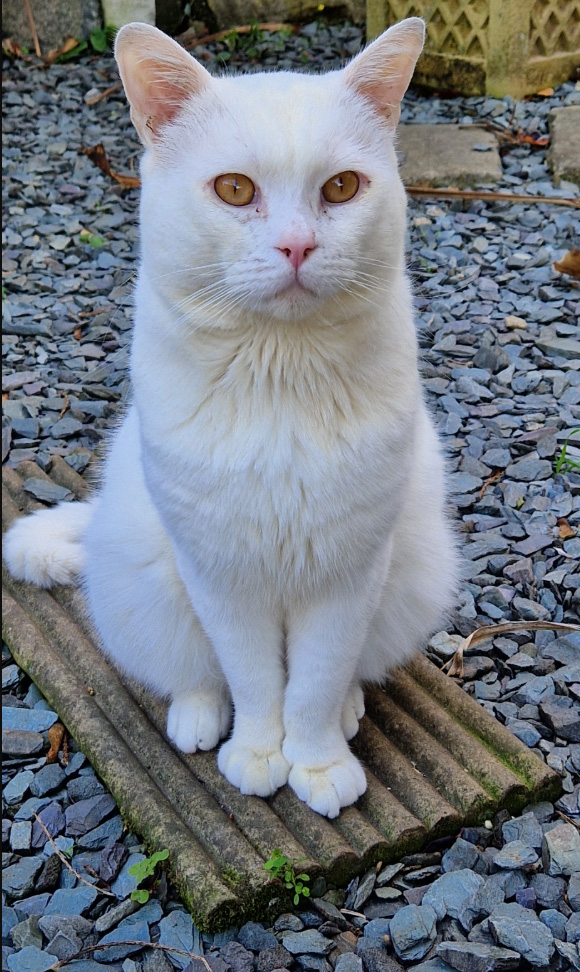 White Cat found in St Leonards On Sea