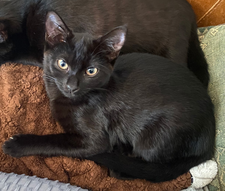 Small black Cat missing in Hastings