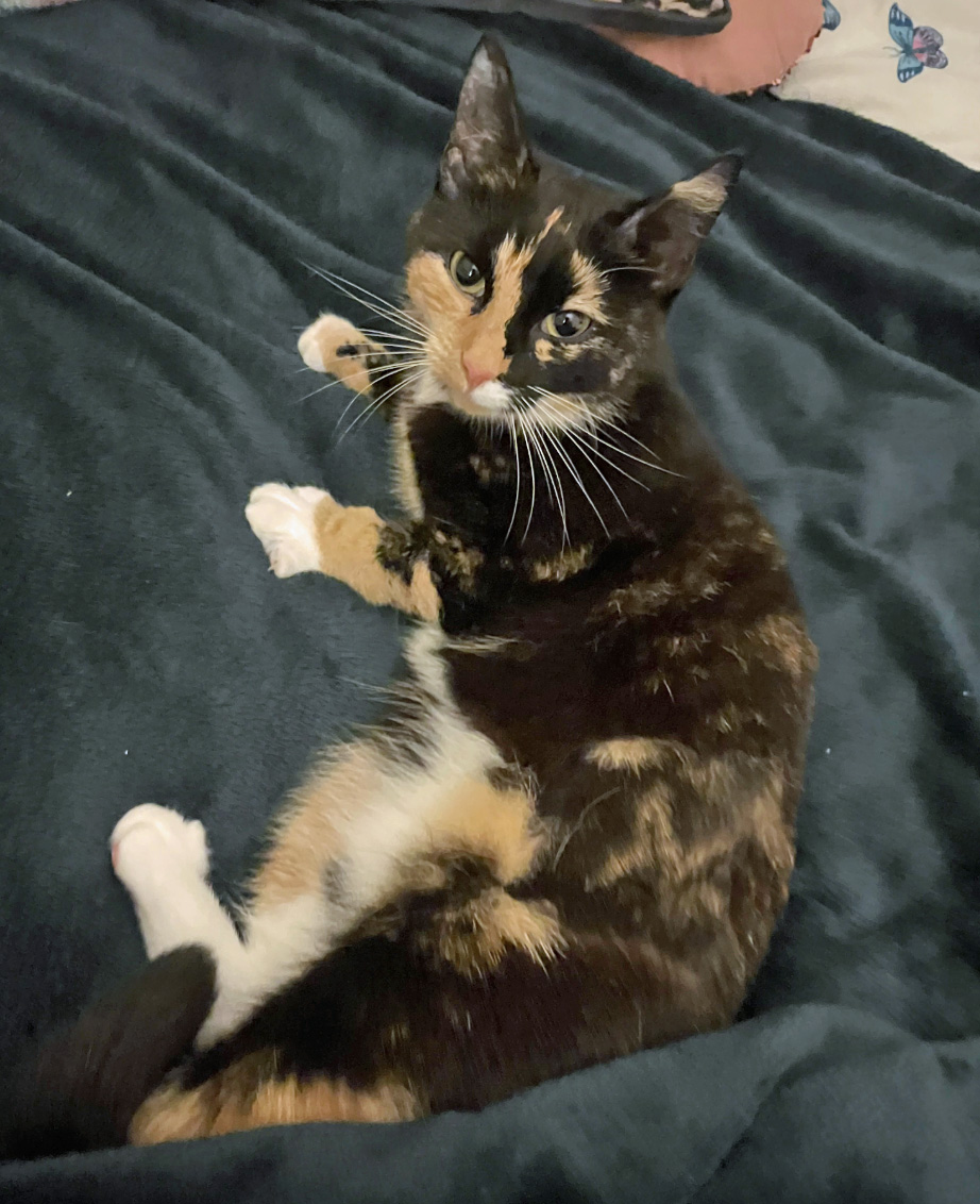 Cat missing in Hastings