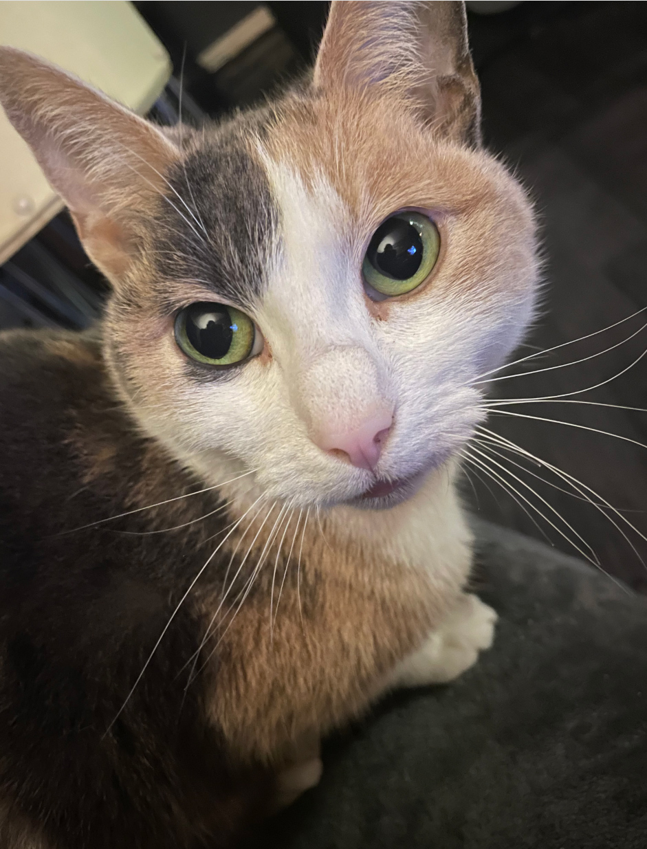 Cat missing in Bexhill