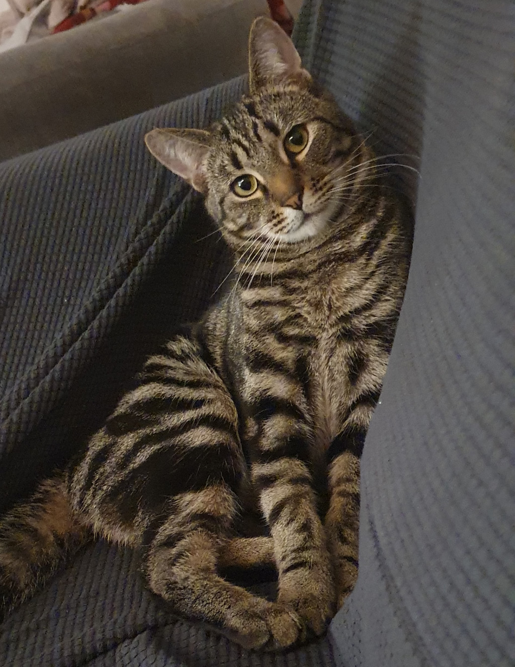 Cat missing in St Leonards On Sea