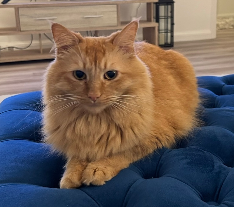 Ginger Cat missing in Bexhill