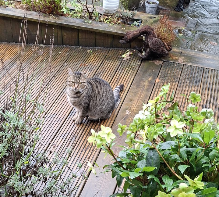 Tabby Cat with ring pattern tail found in battle