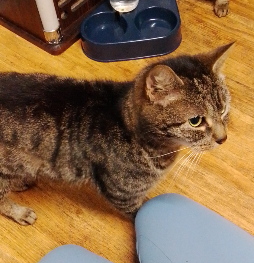 Tabby Cat missing in St Leonards On Sea