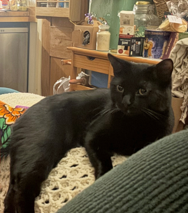 Black Cat missing in St Leonards on sea