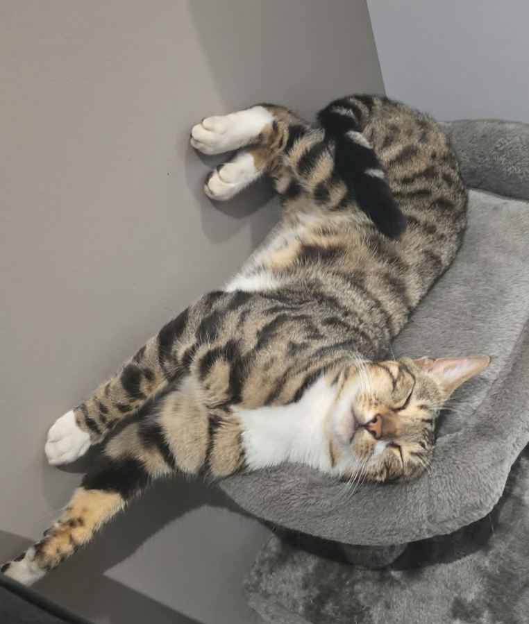 Cat missing in Hastings