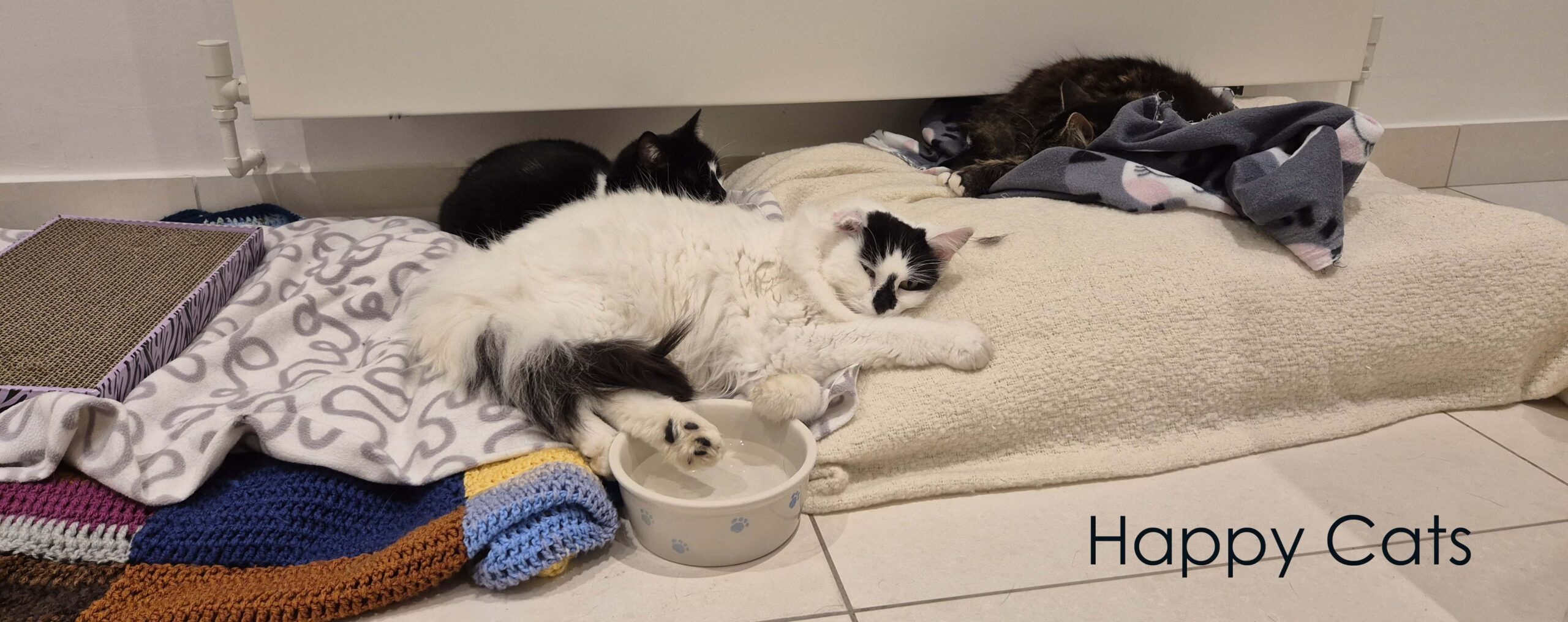 Cat Call Charity in Hastings East Sussex England