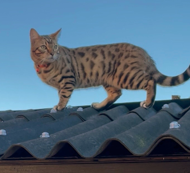 Cat missing in St Leonards On Sea