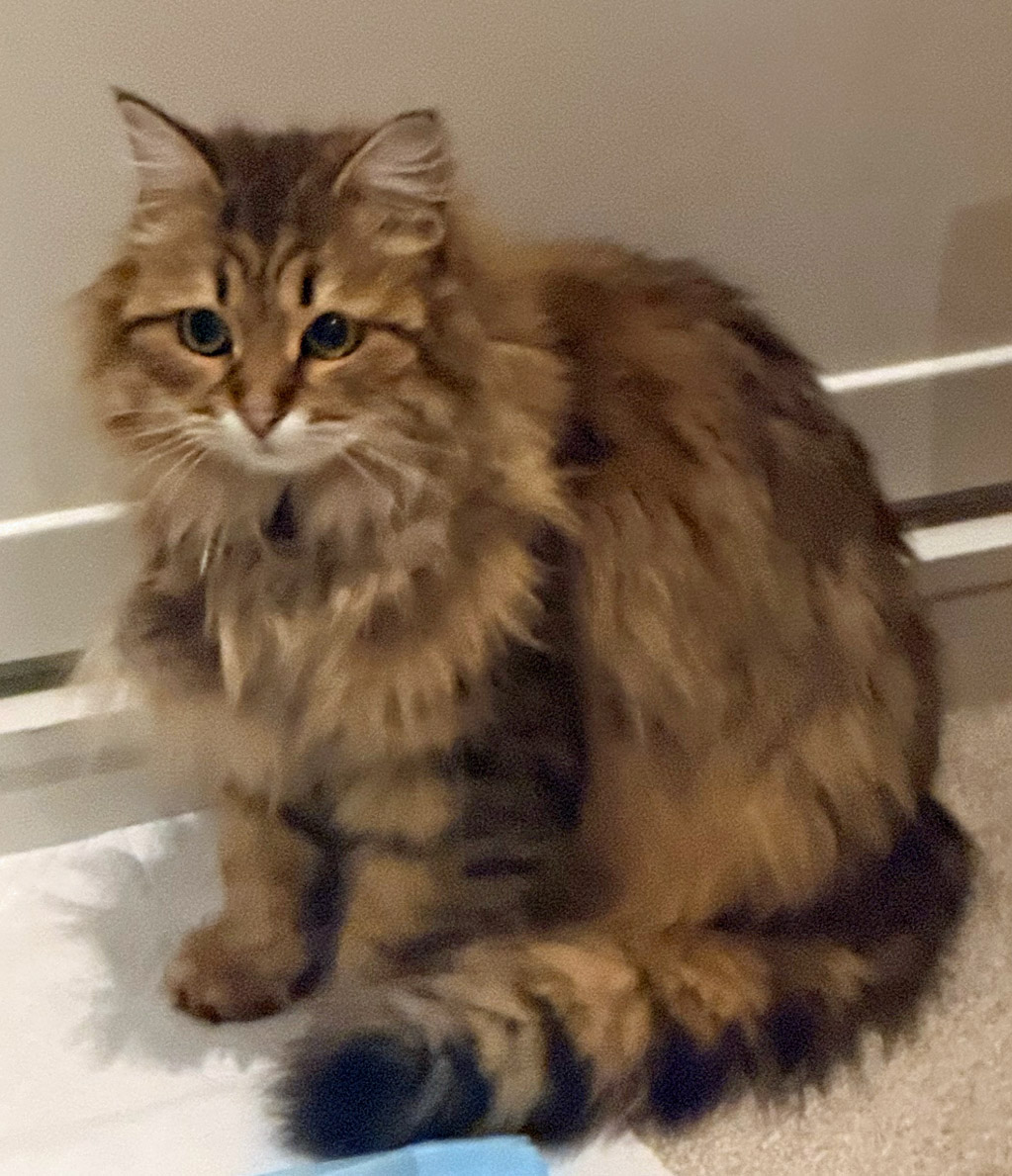 Tabby cat found in Willows Sea Road Winchelsea