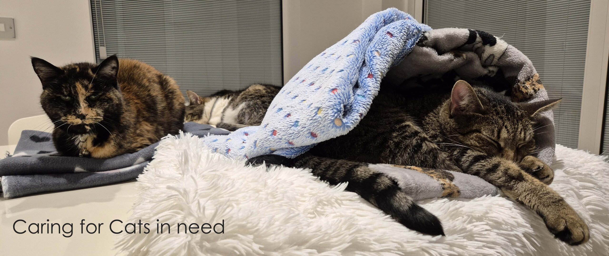 Cat Call Charity Hastings UK