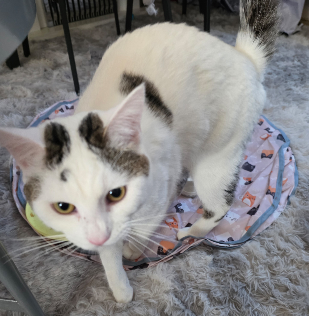 Cat found in Brendon Rise Hastings